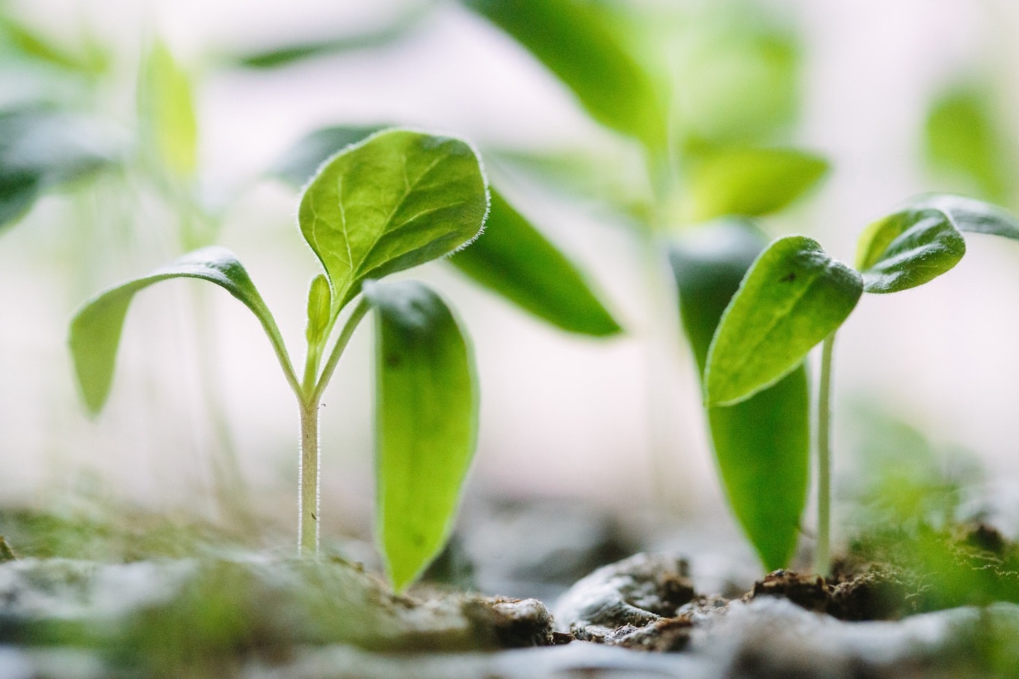 Die besten Gemüsesorten für deinen ersten Garten