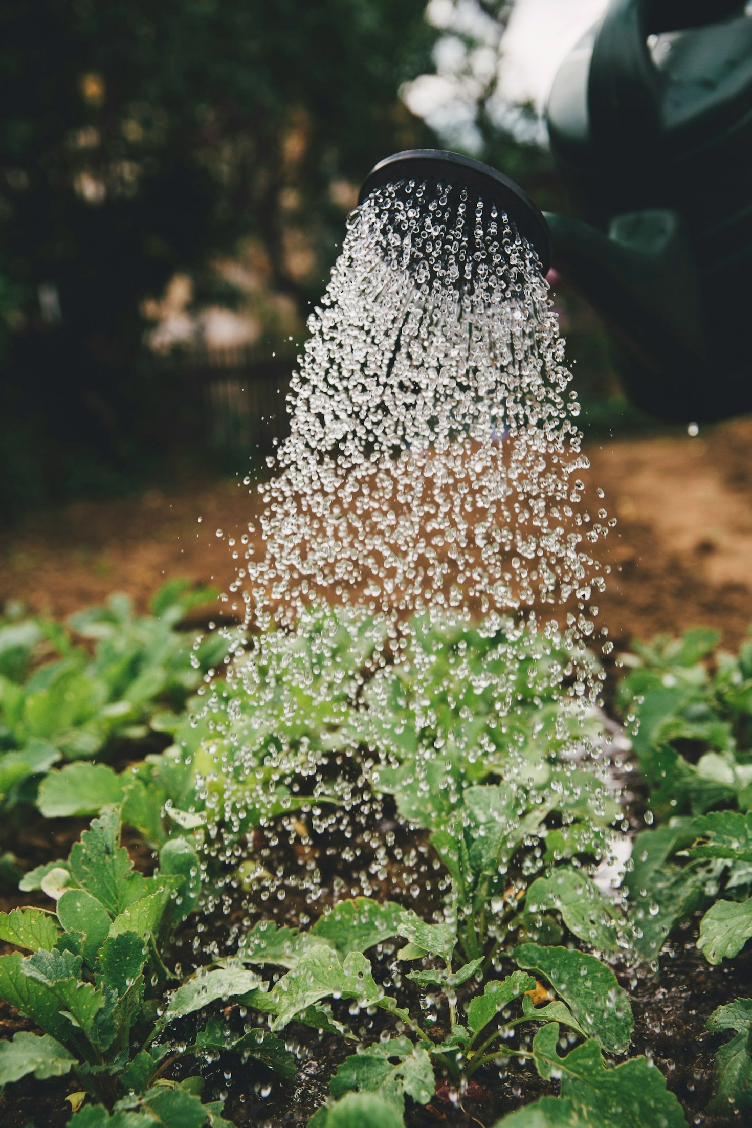 So planst du dein erstes Gartenjahr erfolgreich